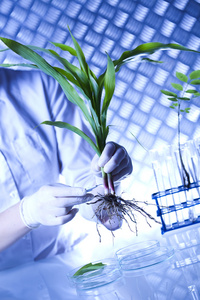 科学家在实验室中的植物