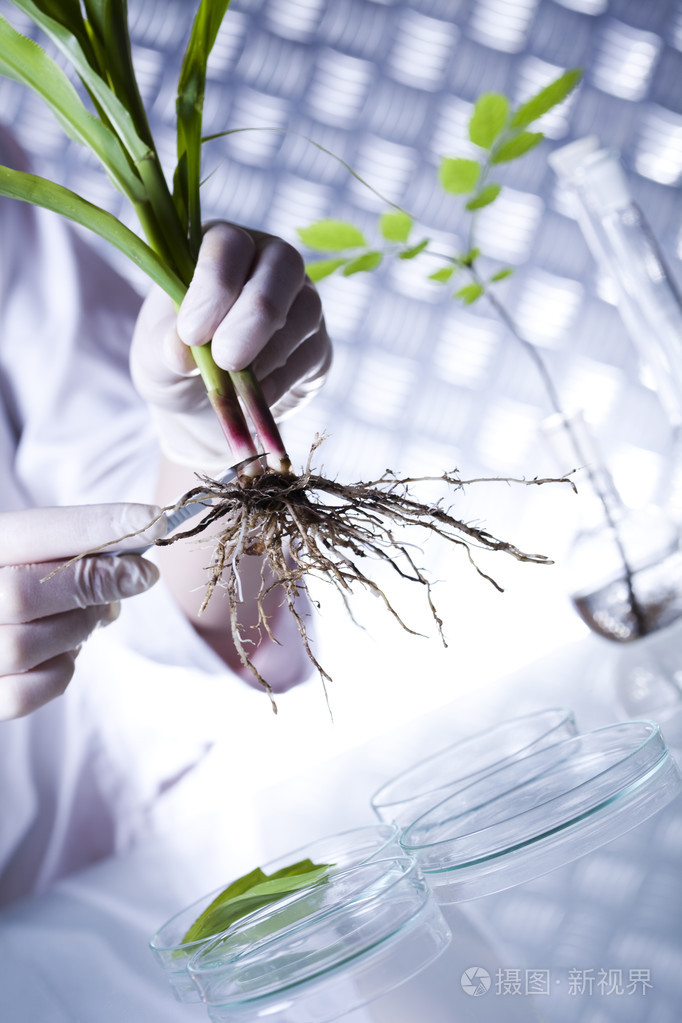 科学家在实验室中的植物
