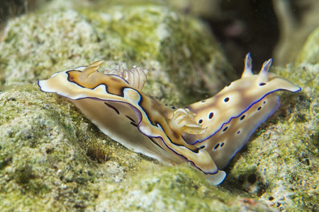 chromodoris coi 裸鳃亚目