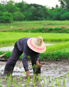泰国农民种植水稻水稻耕地照片