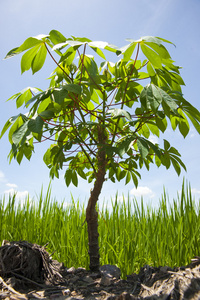 木薯树