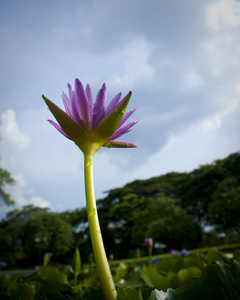 紫色美丽莲花