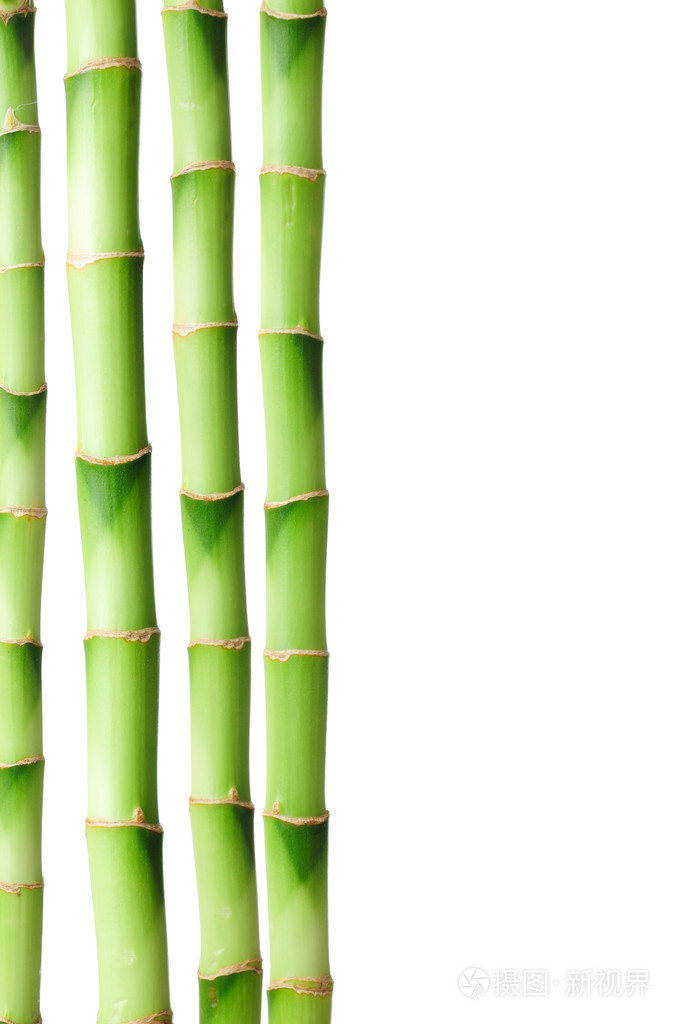 竹茎在白色背景上