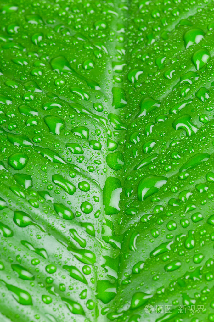 在绿叶上的水滴