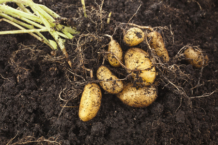 马铃薯植物与土壤泥土表面的块茎照片