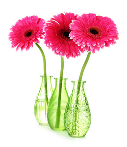 美丽的粉色非洲菊花卉在花瓶上白色隔离