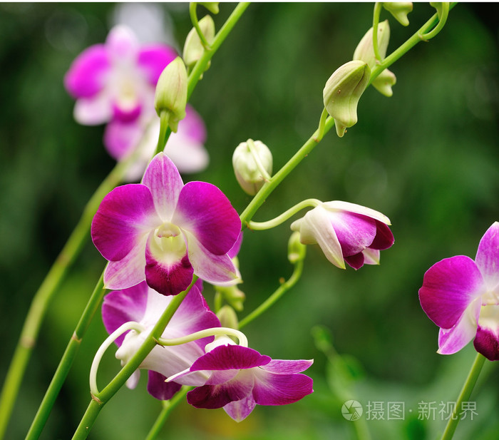 美丽的紫色兰花