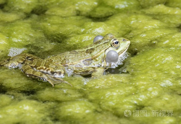 蛙声青蛙照片 正版商用图片1cpidn 摄图新视界 蛙声青蛙照片 正版商用图片1cpidn 摄图新视界