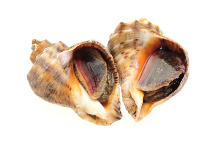 在白色背景上的活海螺照片