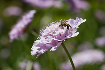 坐在淡紫色花的蜜蜂的宏