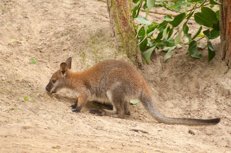 macropus rufogriseus 禾柄 protemnodon rufogrisea