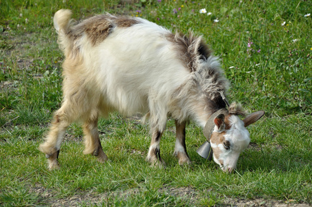 配铃 goatling