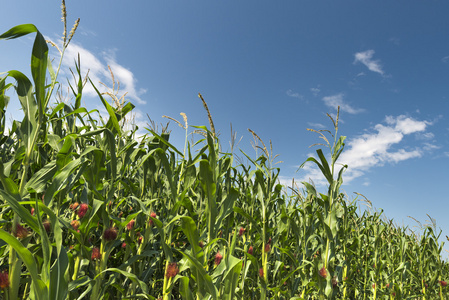 绿色的玉米地图片
