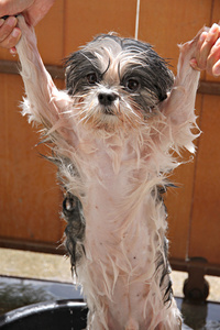 湿的狗后洗个澡
