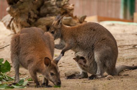 macropus rufogriseus 禾柄 protemnodon rufogrisea