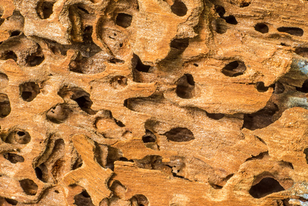 木材表面与白蚁洞图片