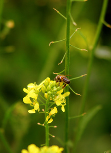 蜂花