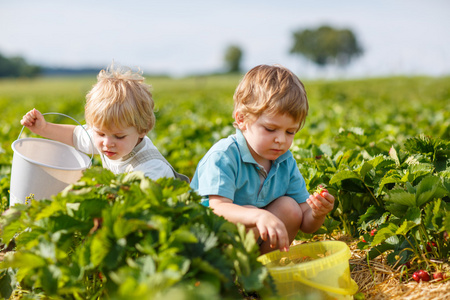 有机草莓农场的两个小男孩