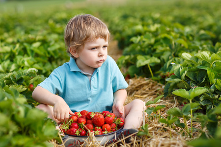 有机草莓农场蹒跚学步的小男孩