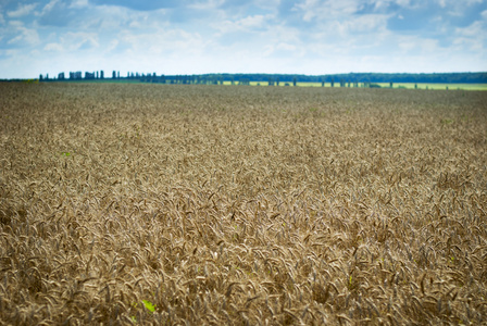 与成熟小麦 wheatfield