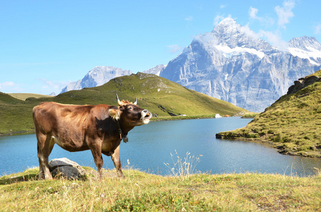 牛在高寒草甸中。瑞士少女峰地区