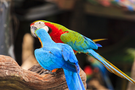 金刚鹦鹉头像照片图片