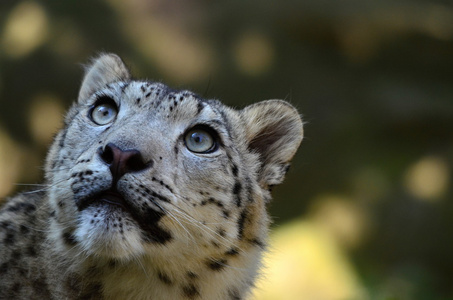 雪豹虎虎关于这个问题的宠物图虎金钱豹雪豹在动物园里的老虎虎虎虎