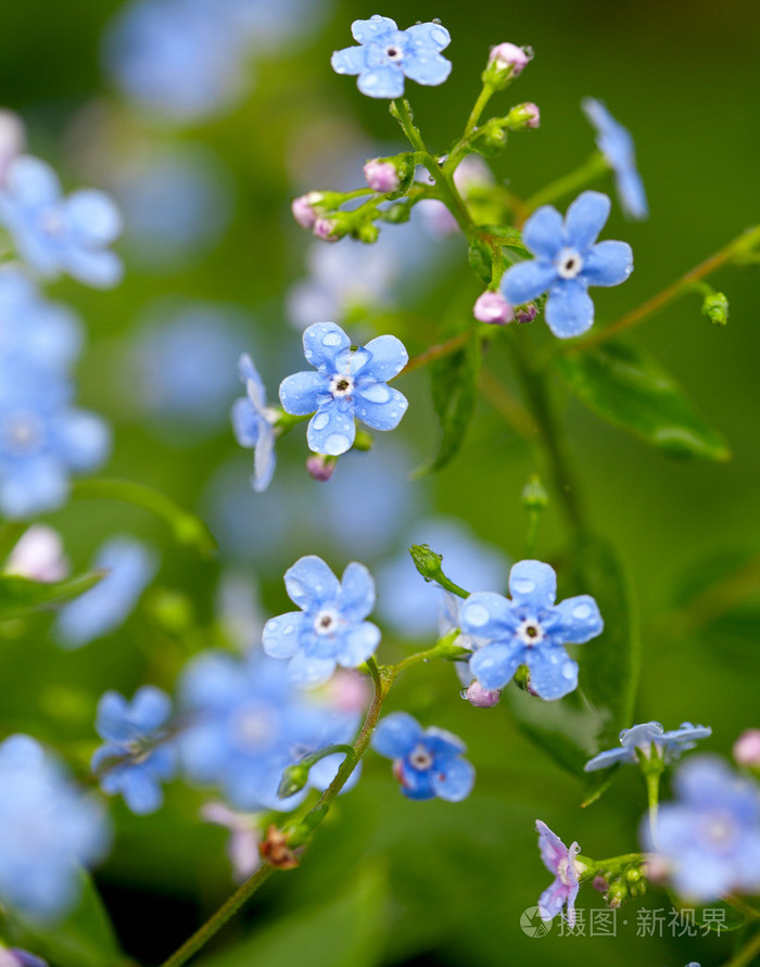 雨后的勿忘我花