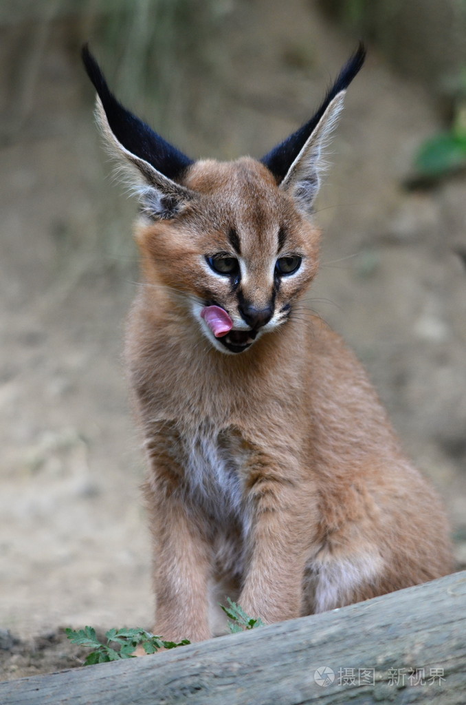 只狞猫