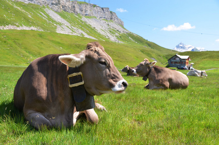 高寒草甸的奶牛。melchseefrutt 瑞士