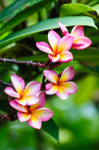 在树上粉红色的彩色鸡蛋花花卉