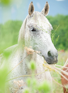 在牧场纯种斑点灰色阿拉伯母马的肖像