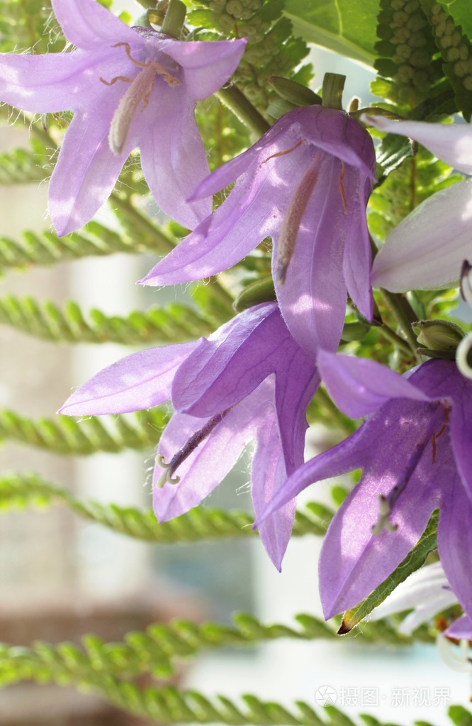 紫色风铃照片-正版商用图片1cpyfj-摄图新视界