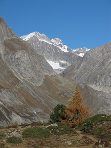 schinhorn 和黄色落叶松