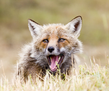 野生动物埃特狐狸在埃特纳照片