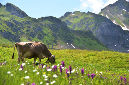 牛在高寒草甸中。melchseefrutt 瑞士