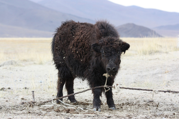 野牦牛