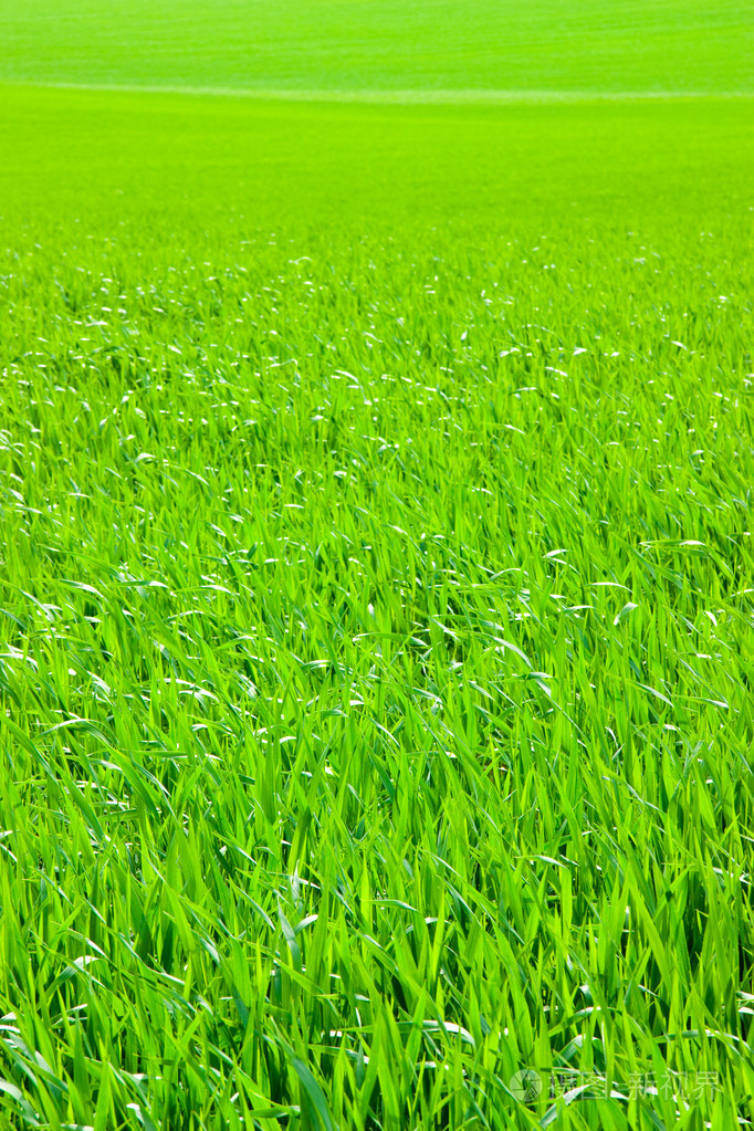 绿草地