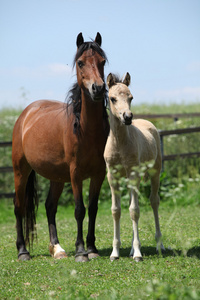 棕色母马与帕洛米诺小马驹在牧场上