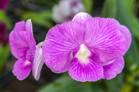 两个紫色的兰花花