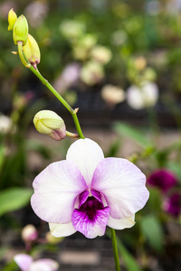 白色紫色兰花花