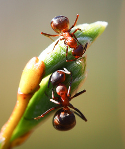 在一片叶子上的蚂蚁