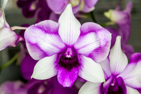 紫色白色兰花花
