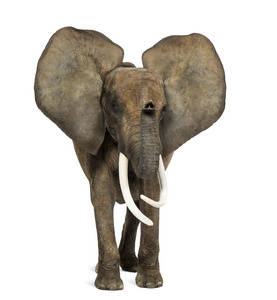 非洲大象站起来孤立上白色的耳朵