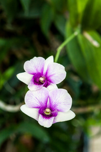 白色紫色兰花花