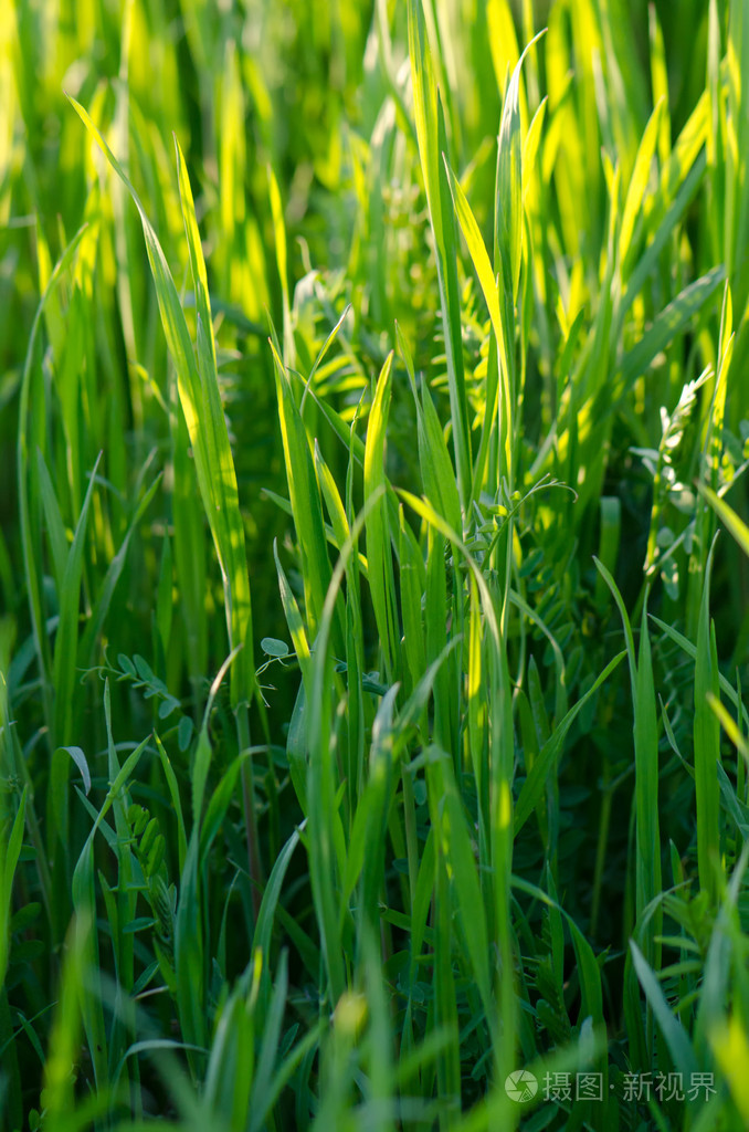 在夏天的阳光下草