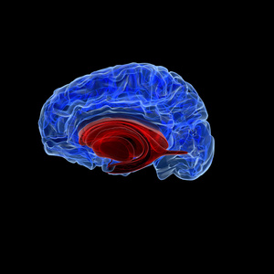 人类大脑的蓝色 x 射线