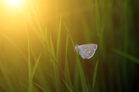 草上的蝴蝶