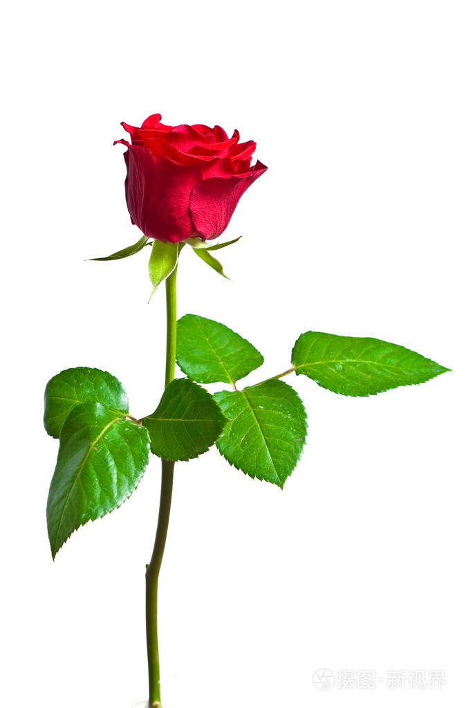 白底红玫瑰