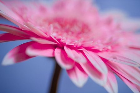 粉色雏菊非洲菊特写照片